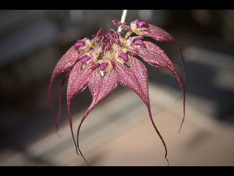 როგორ დავსვათ ორქიდეა ხის დაფაზე. Bulbophyllum rothschildianum   #lela #chitashvili #orchids